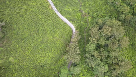 4k drone footage bird's-eye view cameron highlands tea plantation