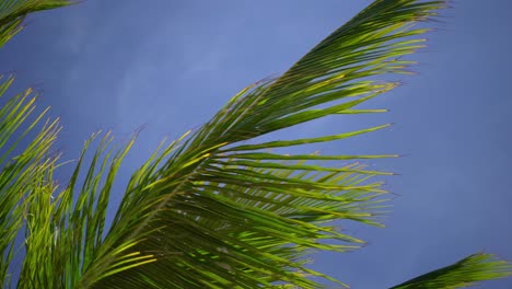 green palmtree on a beach in guadeloupe