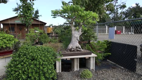 日本的 bonsai 樹