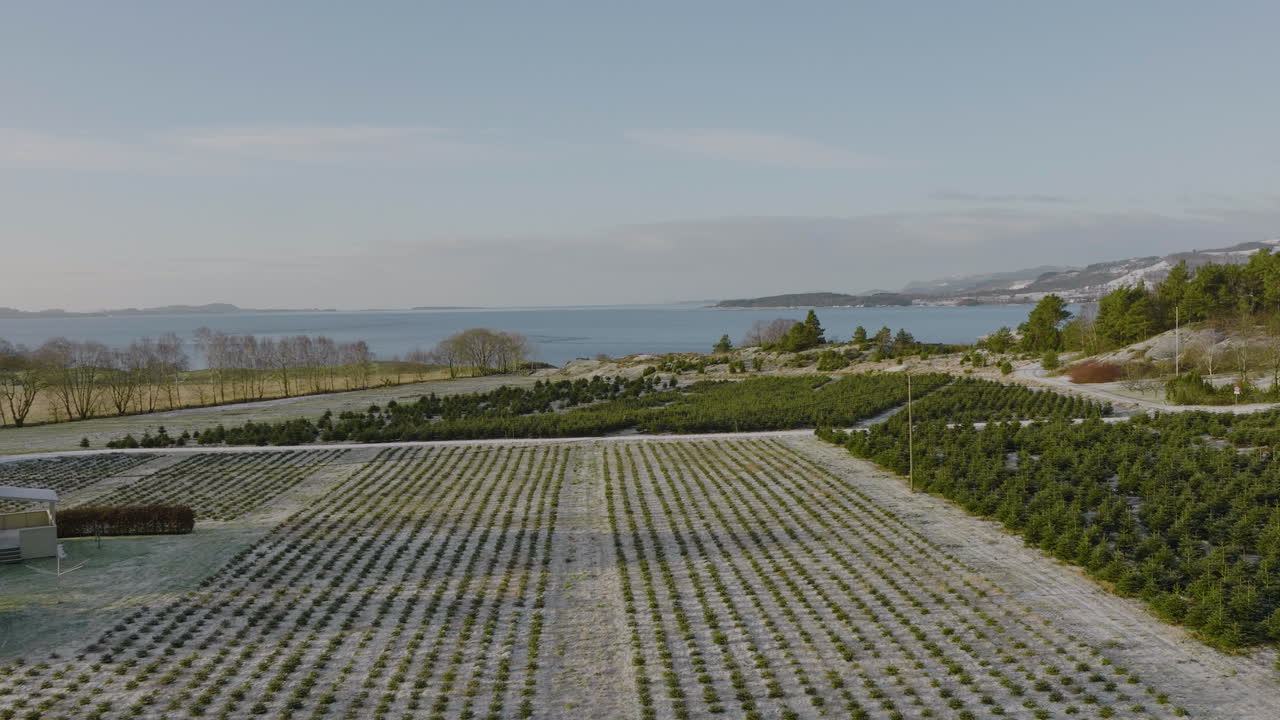 북유럽 해안 근처의 소나무 작물 위로 비행