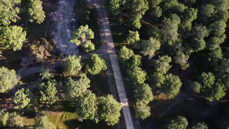 Aerial-over-dirt-trail-in-Pine-Tree-Forest-Plantation-in-Gnangara,-Perth,-Western-Australia