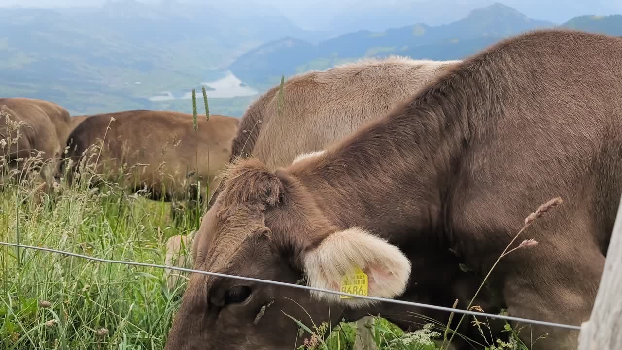 Close up of cows in Switzerland