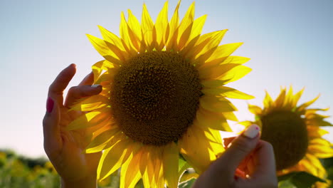 sunflower in a field