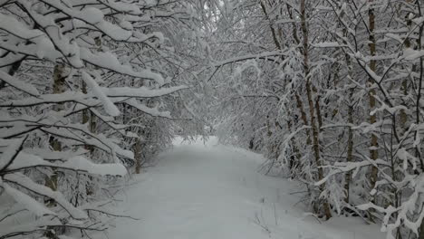 Drohne-Fliegt-Rückwärts-Durch-Schneebedeckte-Äste,-Winterwaldlandschaft