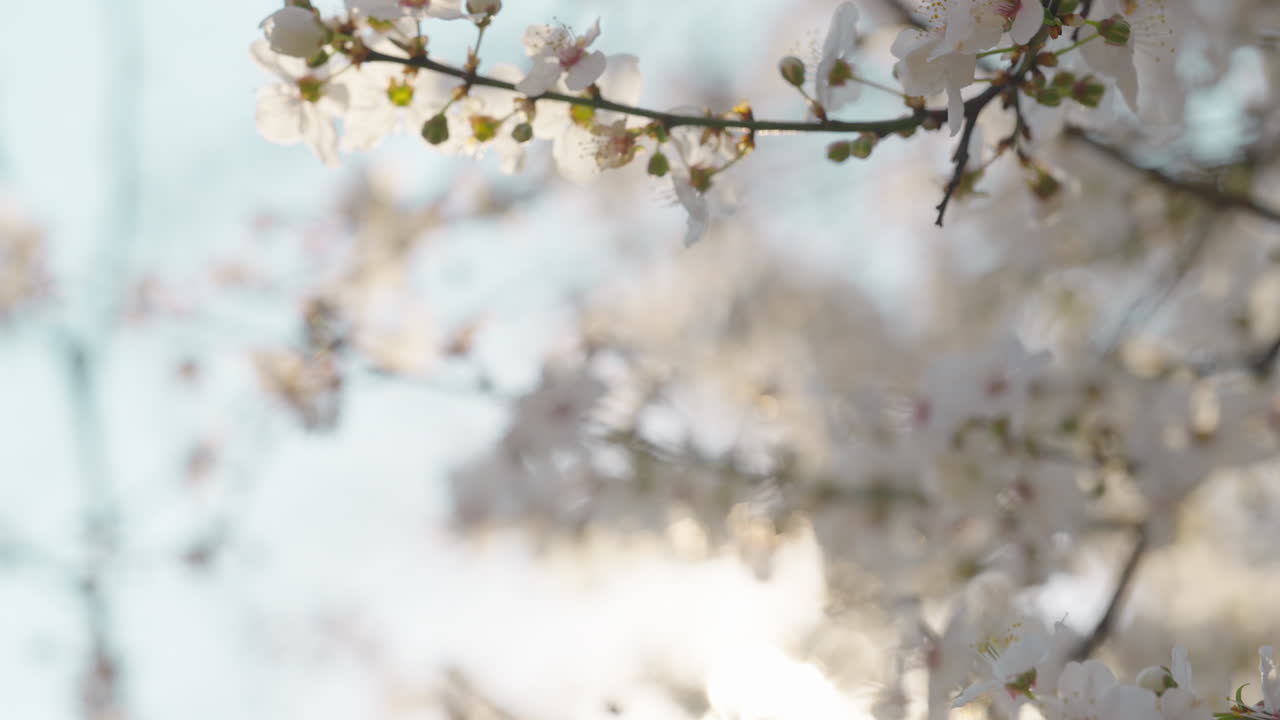Blooming Spring Flowers