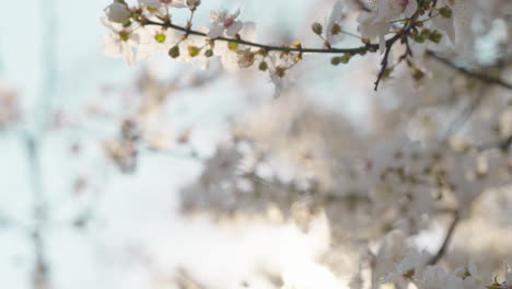 las flores de primavera que florecen