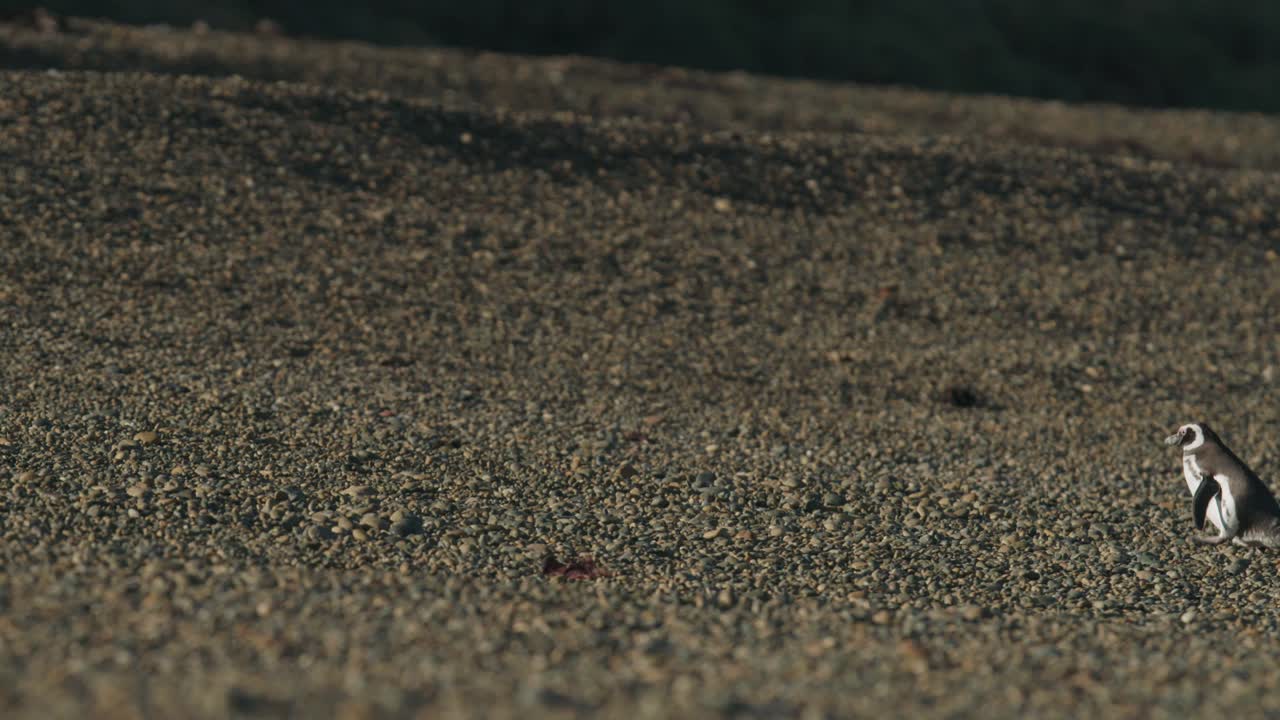펭귄은 바위 해변을 걸어