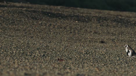 penguin walks up a rocky beach