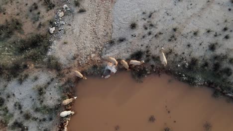 top aerial shot of cattle's drinking water from pond at israel, katzir