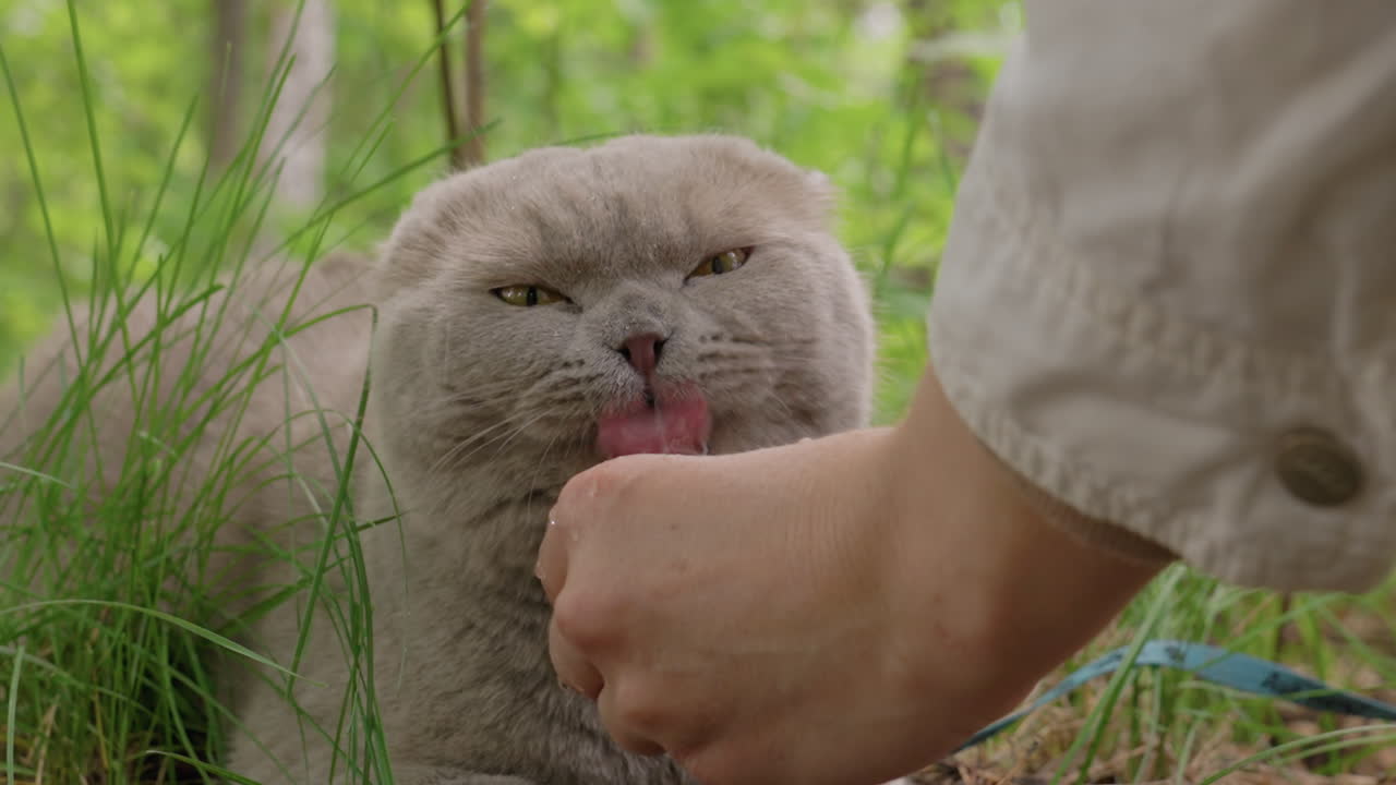 Playful Cat And Human Connection, Outdoor Interaction Between Man And Cat, Groomer And Feline Enjoying Treats Outdoors Together, Man And Cat Sharing Playful Moment In Natural Setting