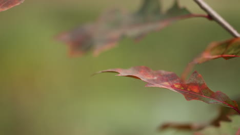 Nahaufnahme-Von-Braunem-Amerikanischem-Eichenblatt,-Gefilmt-Im-Herbst