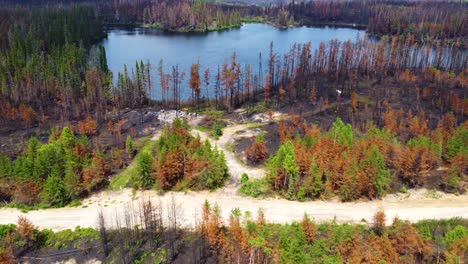 high contrast between burnt and alive trees