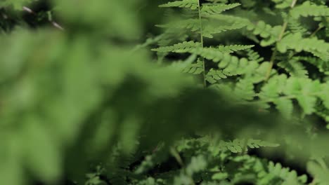 Looking-through-many-layers-of-ferns