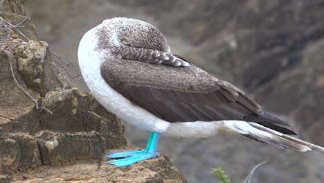 a blue footed booby sleeps on a cliff face in the galapagos islands ecuador