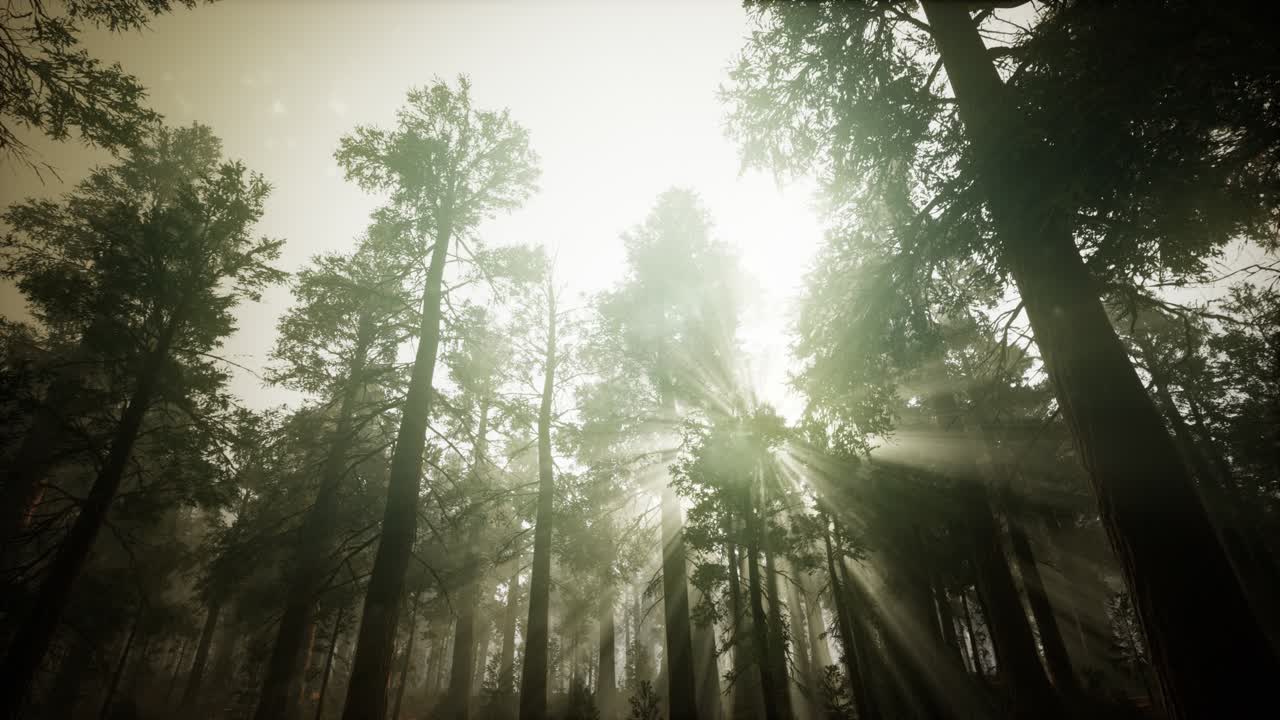 paisaje de puesta de sol brumosa del bosque de secuoya