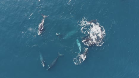 Whales-swimming-in-blue-ocean