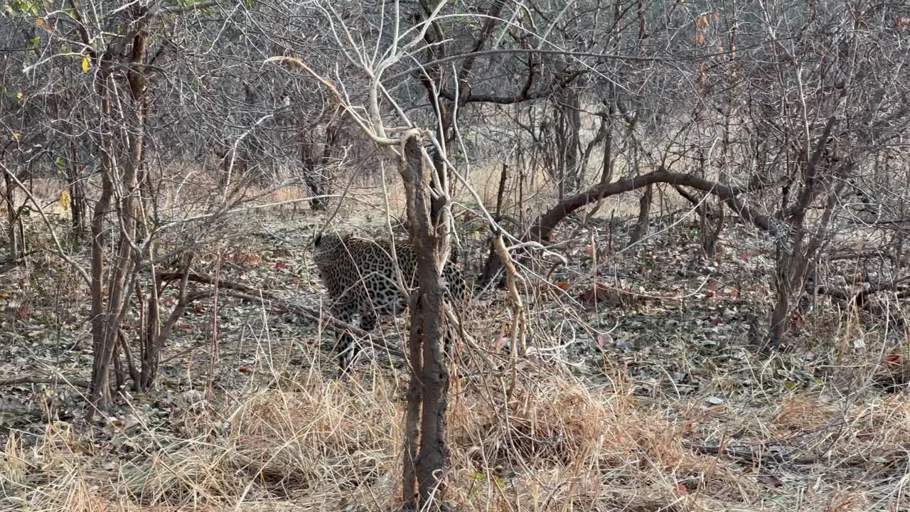 남성 호랑이 (panthera pardus) 는 아침 식사를 마치고 남 루앙가 국립 공원에서 산책합니다.