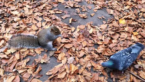 squirrel foraging for peanuts between red autumn leaves on woodland park pathway