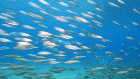 bait ball at the coral reef in the caribbean sea around curacao