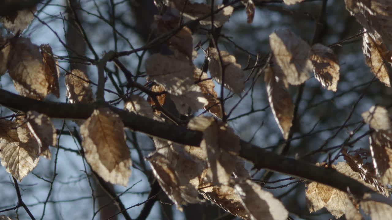 희박한 겨울 가지의 바람에 나뭇잎 춤, 낮은 각도
