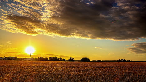 Timelapse-shot-of-sun-setting-in-the-background-over-ripe-wheat-field-during-evening-time