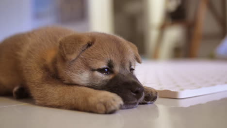 Ein-Müder,-Süßer-Kleiner-Roter-Shiba-Inu-Welpe,-Der-Auf-Dem-Boden-Liegt-Und-Ausdruckslos-Starrt-Und-Abstand-Hält