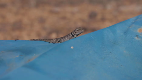 lizard on a blue surface