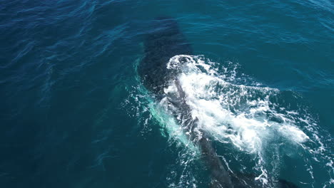 Ballena-Jorobada-Navegando-Con-Su-Cría