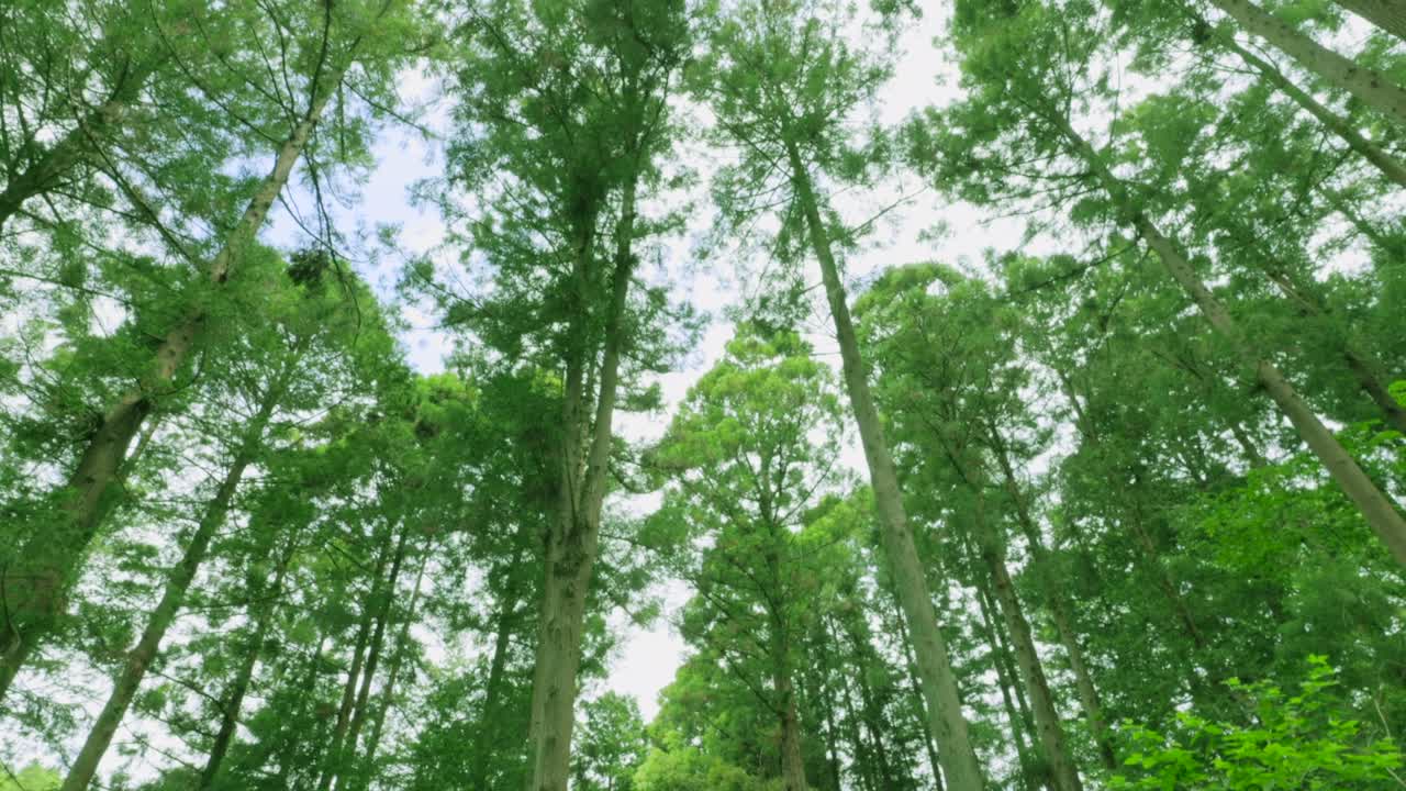 밝은 초록색의 봄 식물