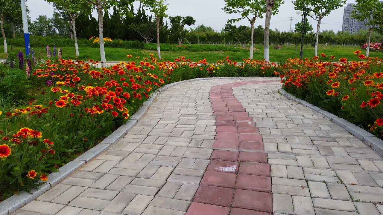 Aerial view low fly over pavement in middle of orange flowers in cloudy Weihai, China