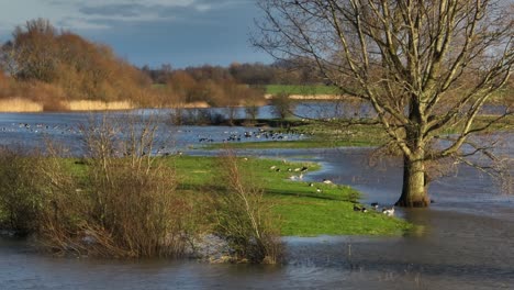 geese at the banks of lek river flooded with rain waters, netherlands