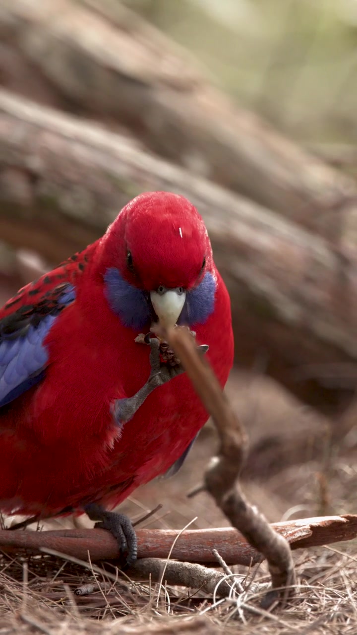 Rosella Cremisi che Mangia un Baccello di Semi nella Foresta