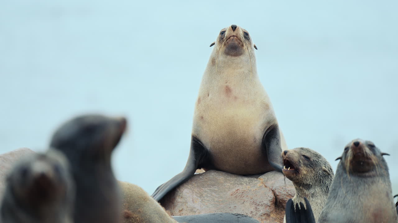 Cape Fur Seals on Rocks