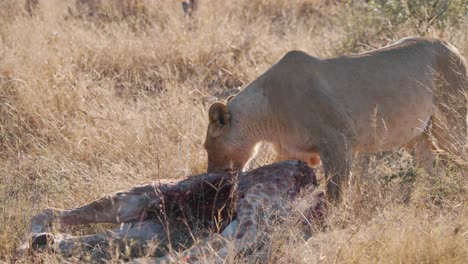 lioness guarding its half-eaten giraffe carcass prey in savannah grass