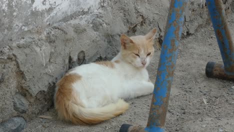 A-cat-lying-down-near-an-adobe-wall-and-behind-metal-tubes