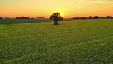 colorful sunset horizon glowing on green agricultural fields