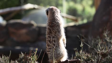 meerkat standing alert, watching surroundings