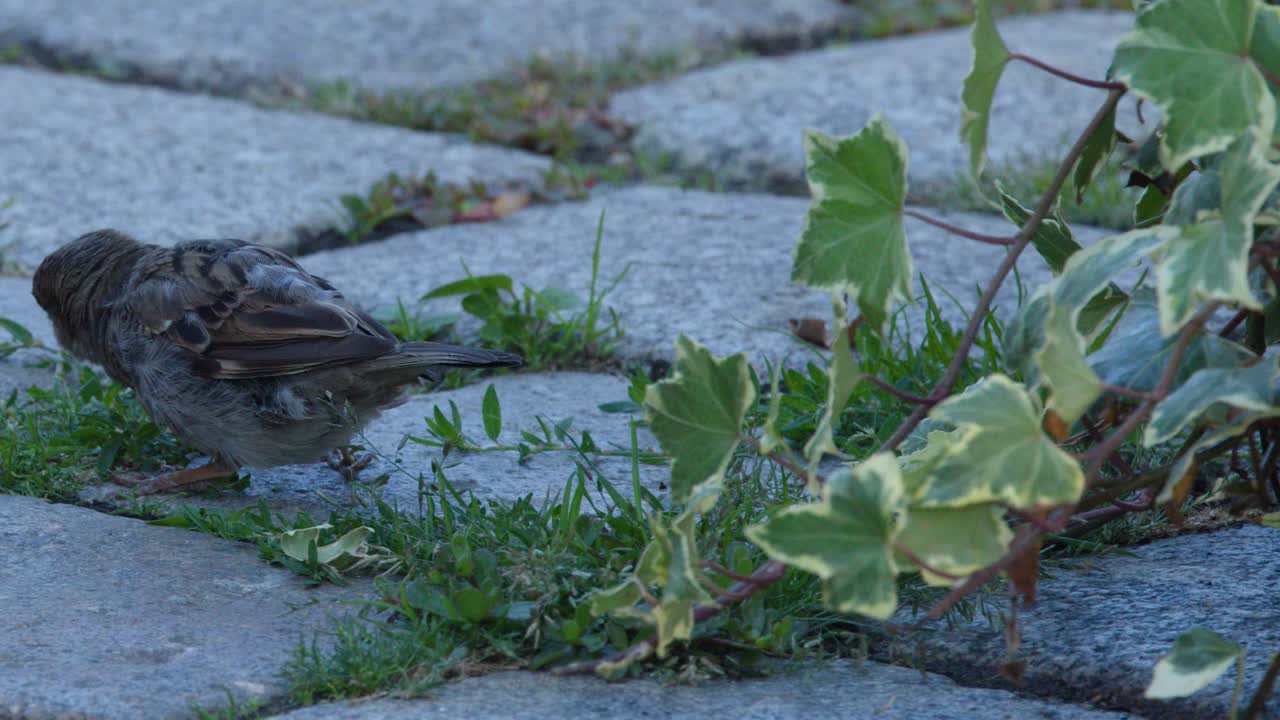 Sparrow searches for food among plants on cobblestone, natural daylight, static camera, urban setting