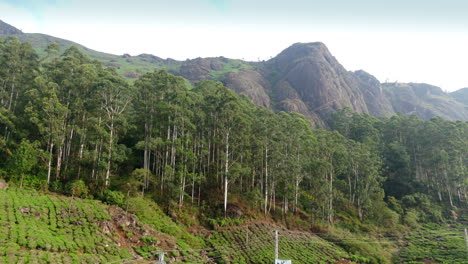 Luftaufnahme-Einer-Eukalyptusplantage-In-Munnar