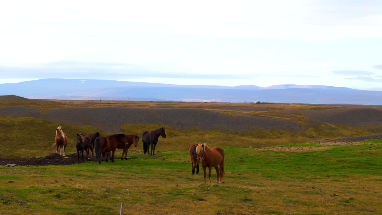 fotografía aérea en órbita de una manada de caballos salvajes de pie en el campo de islandia