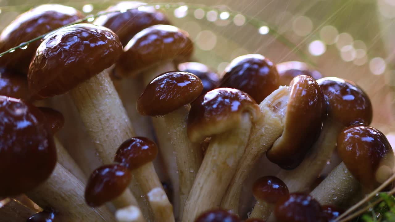 hongos armillaria de agarico de miel en un bosque soleado bajo la lluvia.