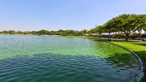 peaceful pond scene with lush greenery