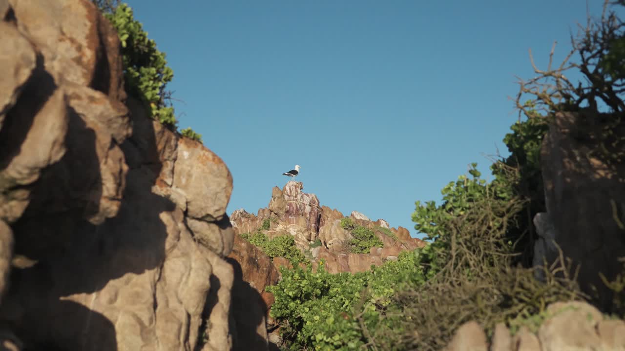A seagull perfectly framed among rugged, textured rocks with plants growing between them. Set against a clean sky on a bright summer day, captured in crisp 4K static shot