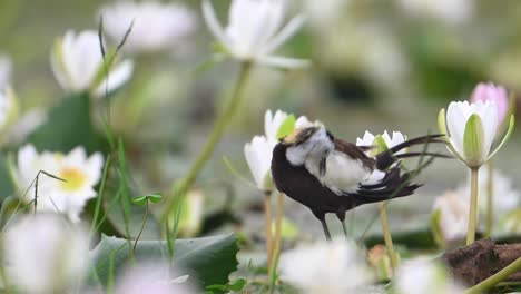 Jacana-De-Cola-De-Faisán-Acicalándose-Su-Pluma