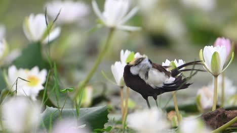 jacana con cola de faisán limpiando su pluma