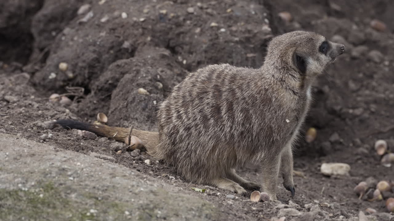 Meerkat animal sitting on ground and runs away, close up