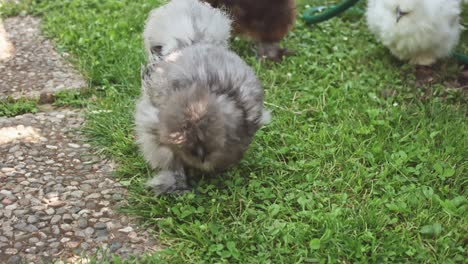 cute-Gray-silkie-chicken-in-garden