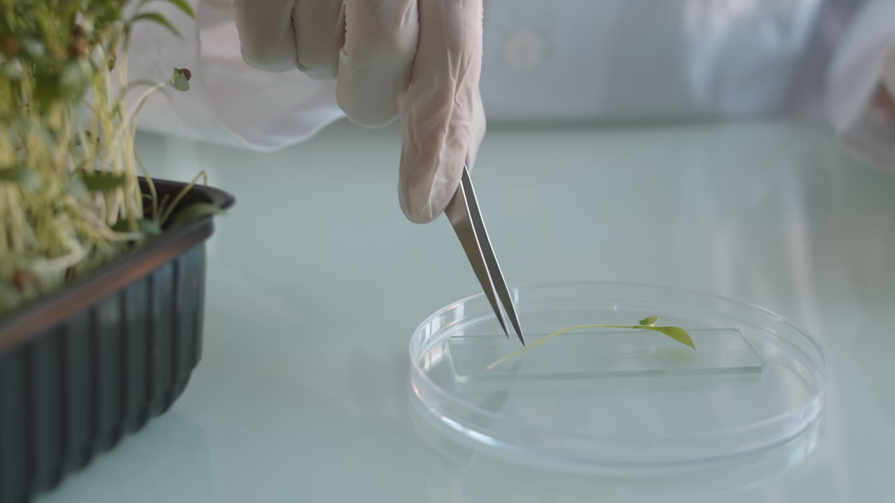 científico examinando una muestra de planta en un laboratorio