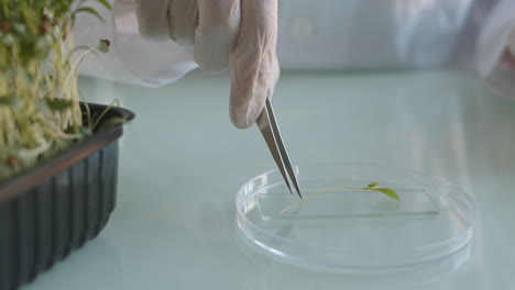 scientist examining a plant sample in a lab