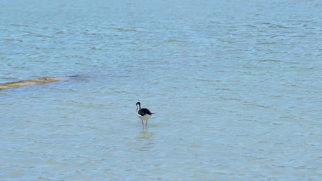 black-winged stil bird feeding in a slat lake in soth of spain